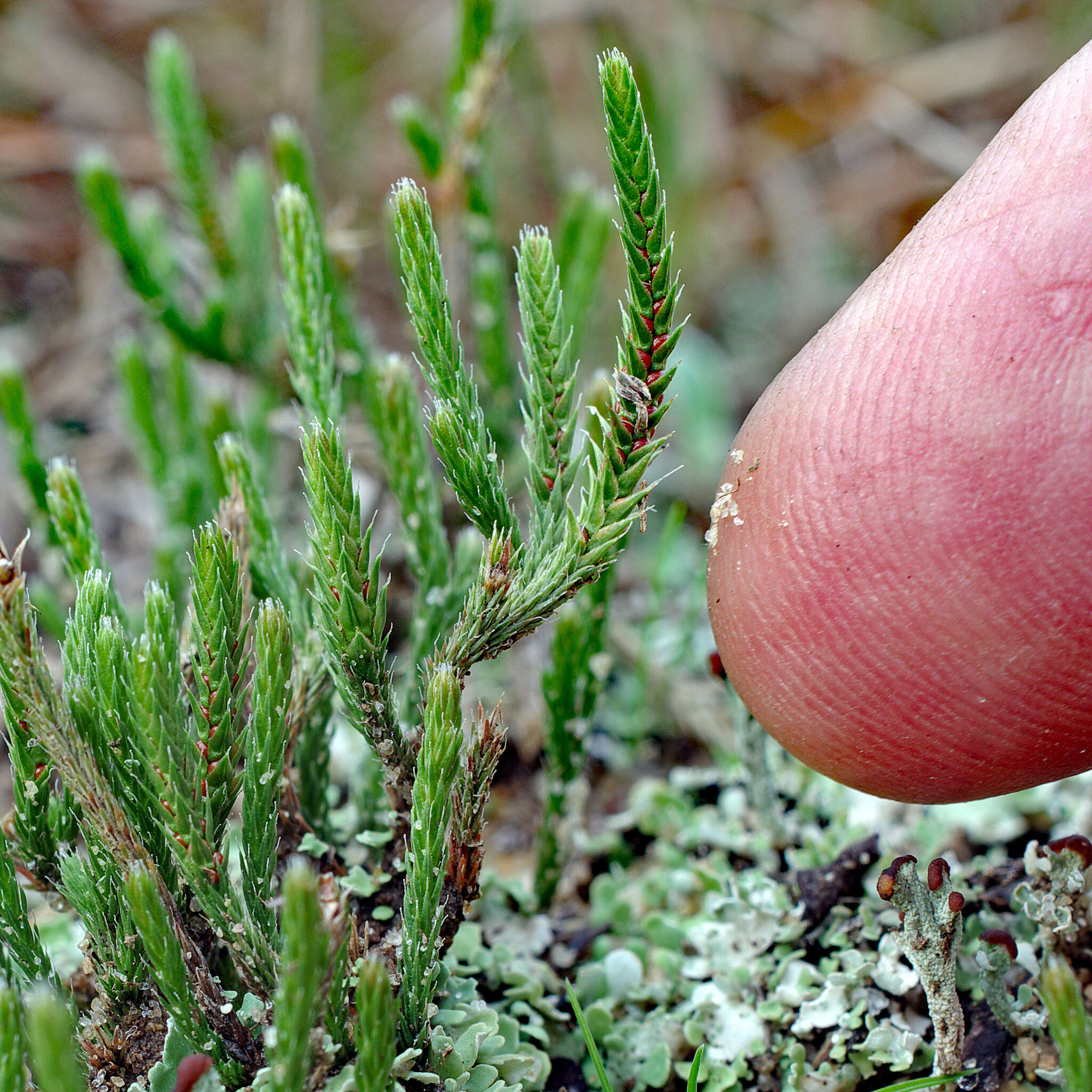 Image de Selaginella arenicola Underw.