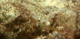 Image of mechanical shrimp