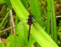 Image of Hudsonian Whiteface