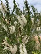 Image de Melaleuca armillaris (Gaertner) Smith