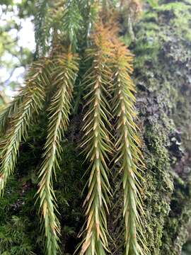 Imagem de Phlegmariurus dacrydioides (Bak.) A. R. Field & Bostock