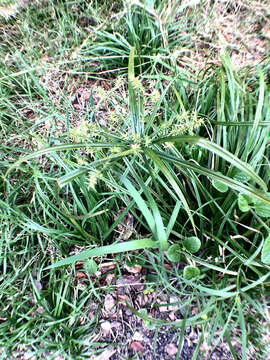 Cyperus meyenianus Kunth的圖片