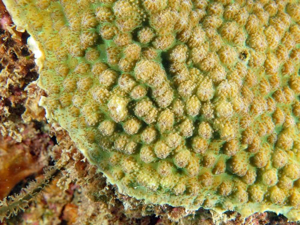 Image of Hedgehog Coral