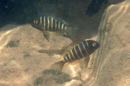 Image de Tropheus brichardi Nelissen & Thys van den Audenaerde 1975