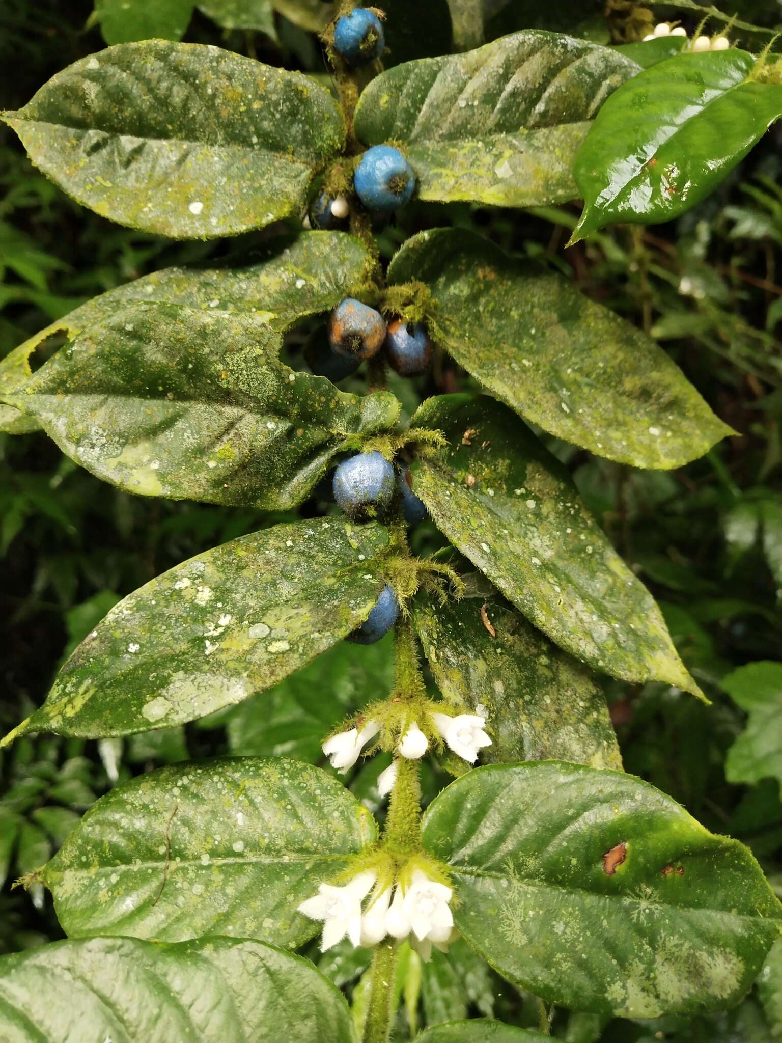 Image of Lasianthus attenuatus var. attenuatus