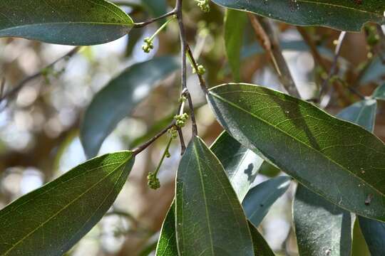 Image of Hyperbaena mexicana Miers