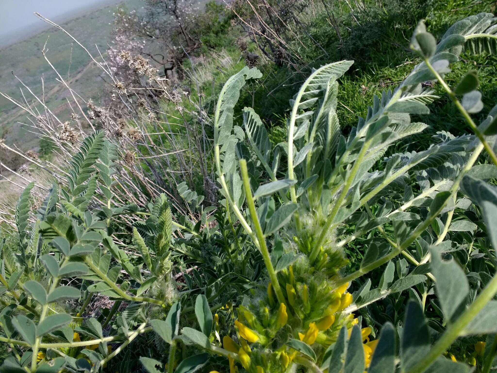 Sivun Astragalus macrocarpus DC. kuva