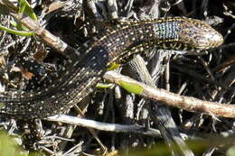 Image of Yellow-throated Plated Lizard