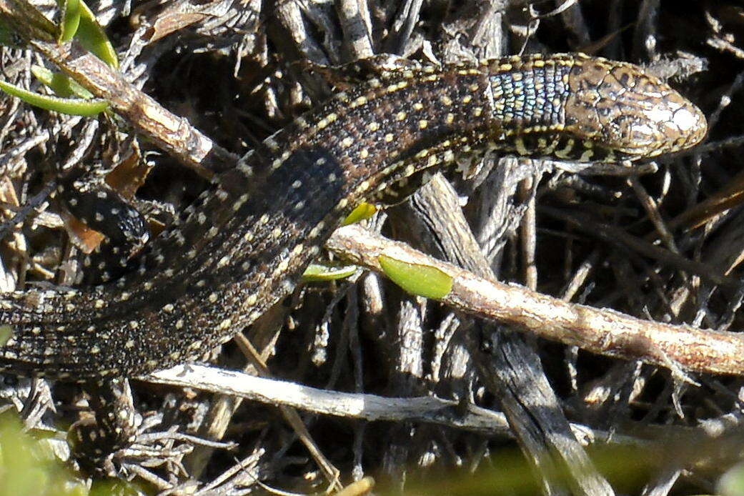 Image of Yellow-throated Plated Lizard