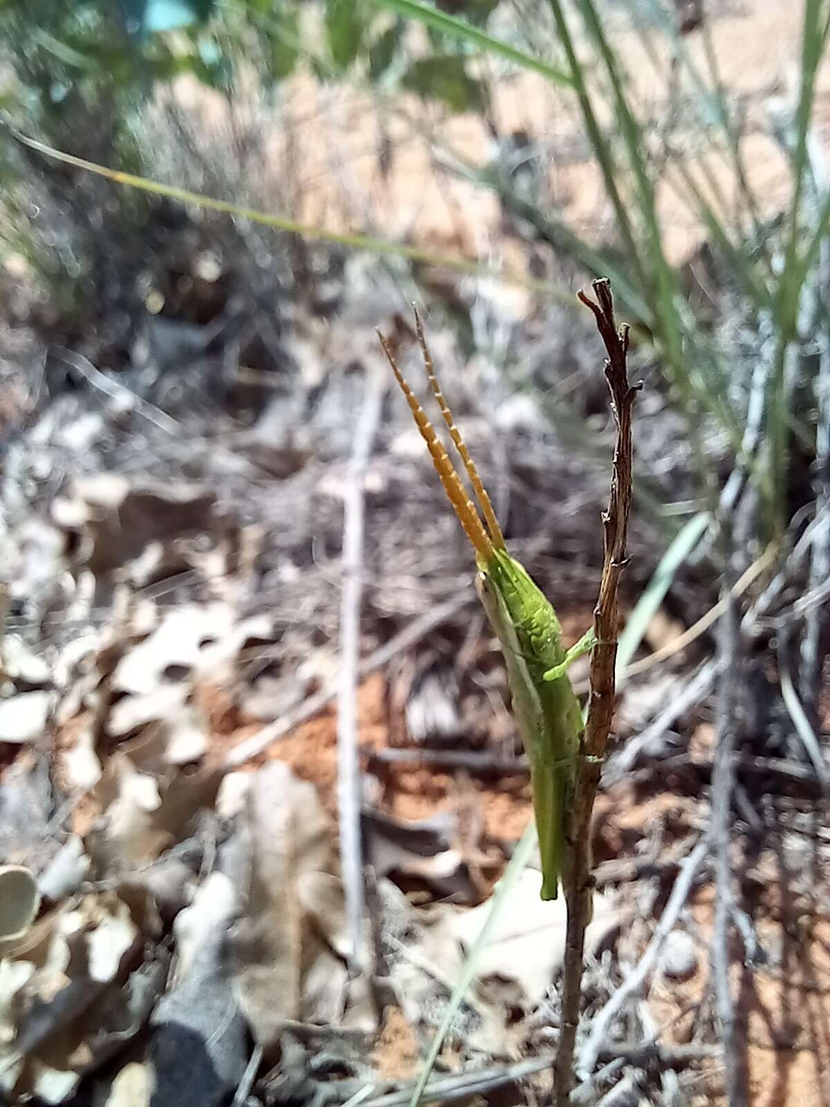 Image of Wyoming Toothpick Grasshopper