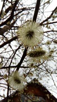 Image of goat willow