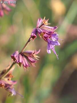 Imagem de Salvia judaica Boiss.