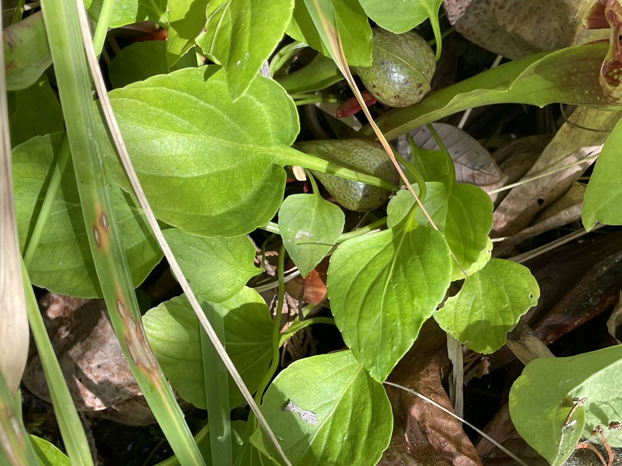 Viola primulifolia var. occidentalis A. Gray resmi