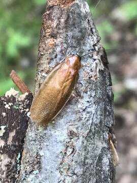 Image of Pennsylvania Wood Cockroach