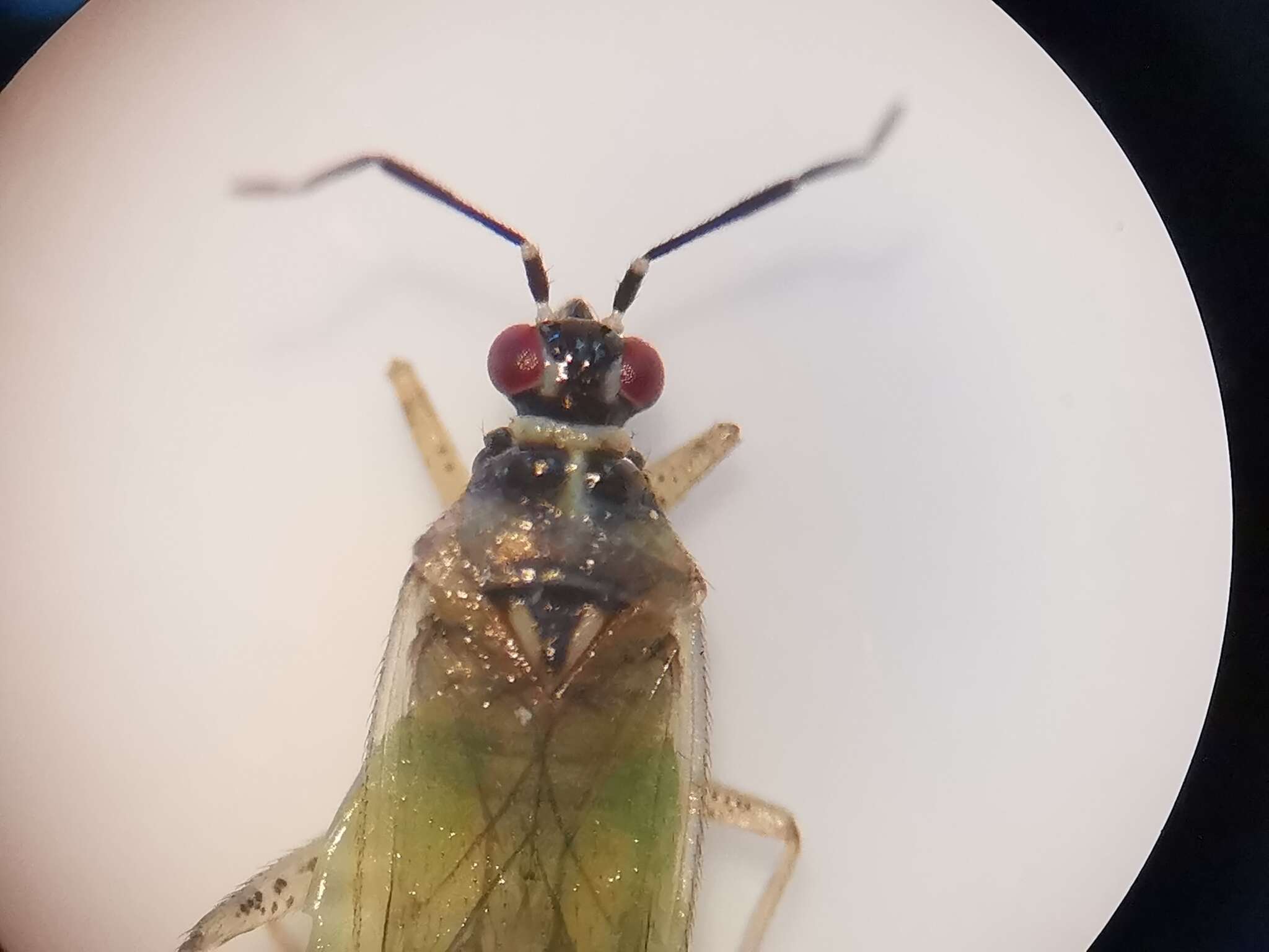 Dicyphus globulifer (Fallen 1829)的圖片