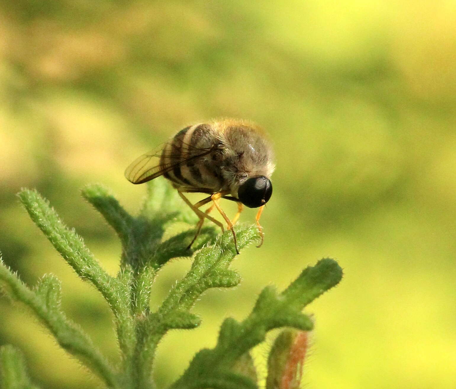 Image of Psilodera fasciata (Wiedemann 1819)