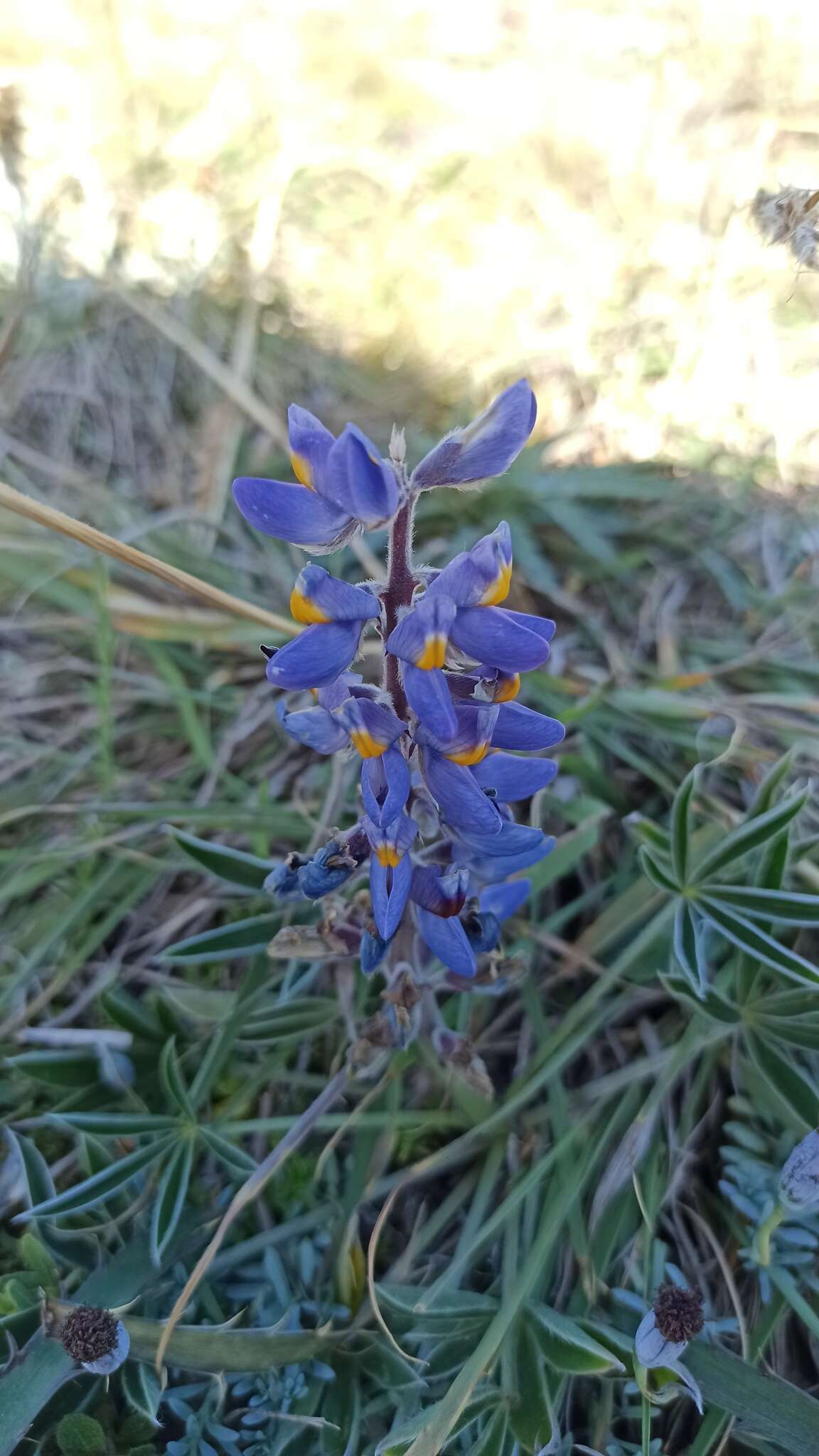 Image of Lupinus multiflorus Desr.