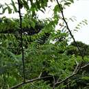 Sivun Phyllanthus deplanchei Müll. Arg. kuva
