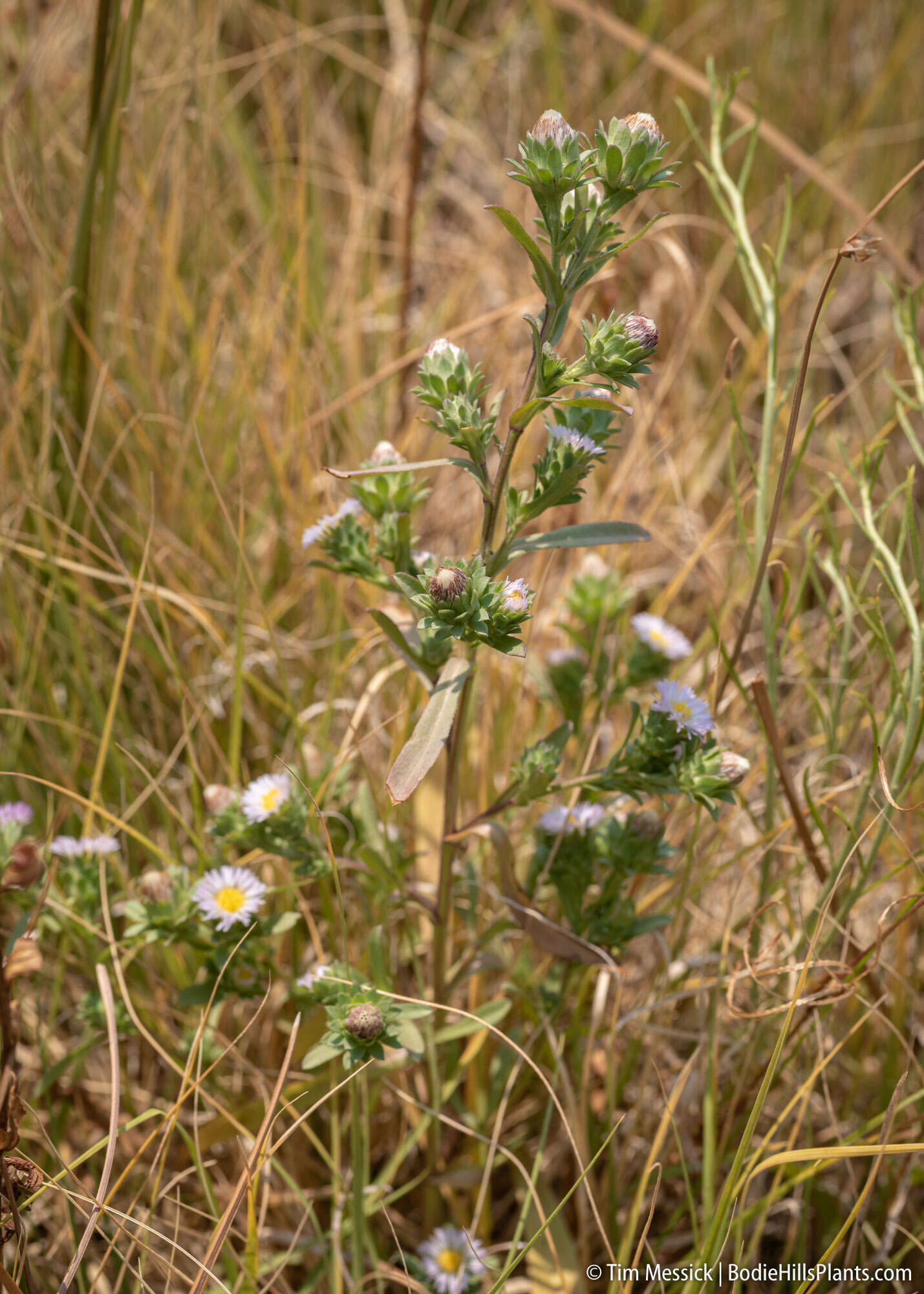 Image of short-rayed alkali aster