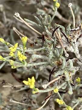 Imagem de Eriogonum contortum Small