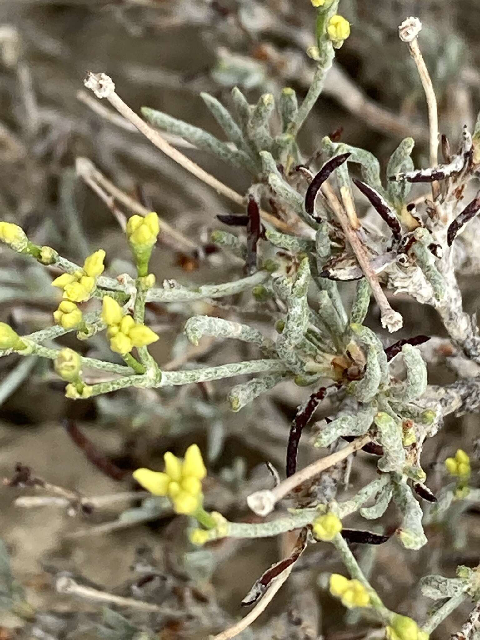 Imagem de Eriogonum contortum Small