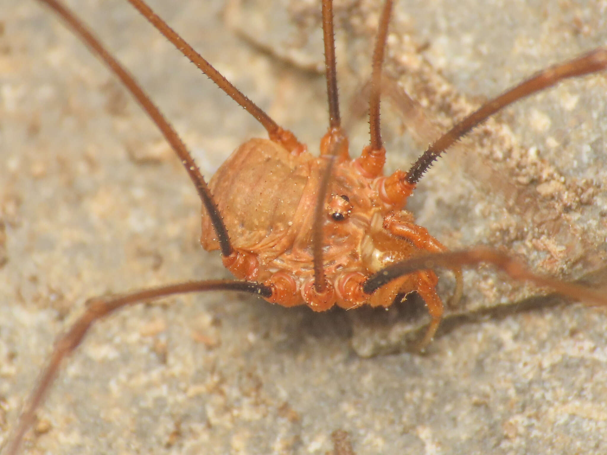 Image of <i>Dasylobus argentatus</i>