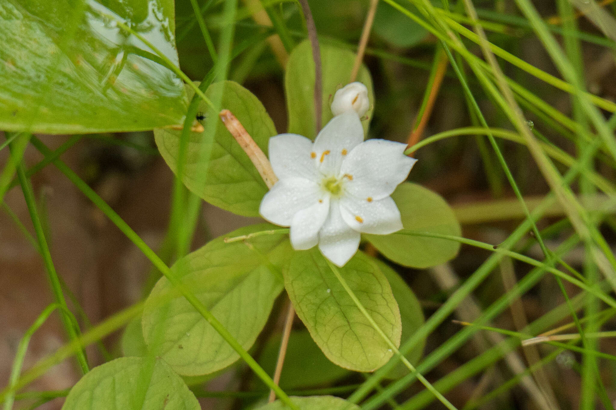 Image of arctic starflower