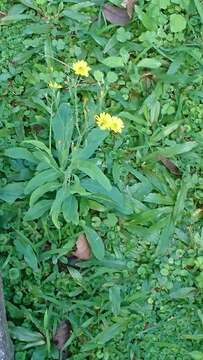 Image of Ixeris chinensis (Thunb.) Kitag.