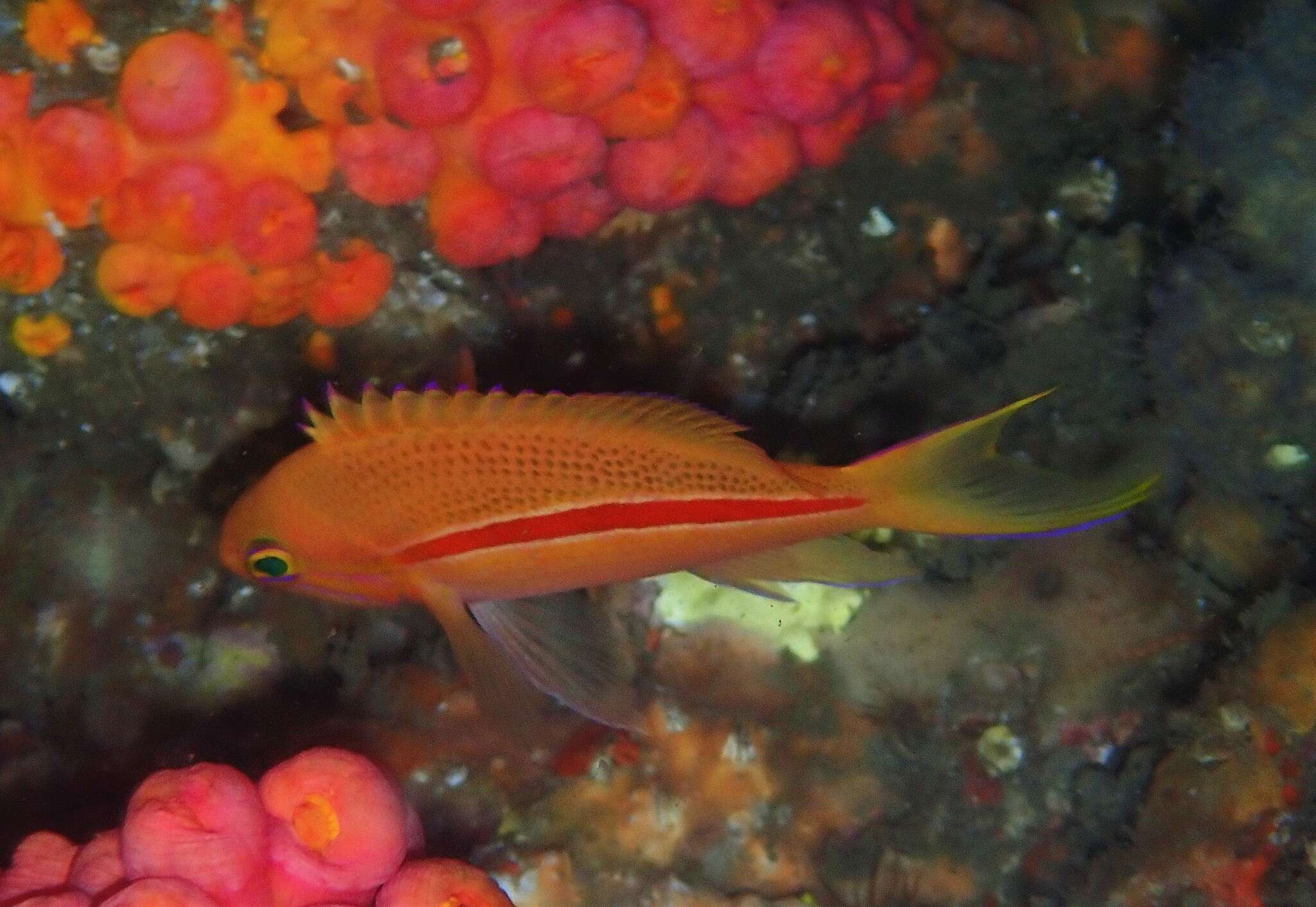 Image of One-stripe anthias