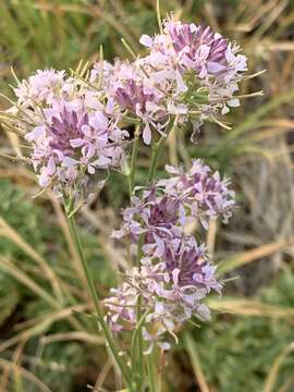 Слика од Thelypodium integrifolium subsp. complanatum Al-Shehbaz