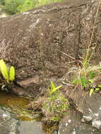 Image of Utricularia hispida Lam.