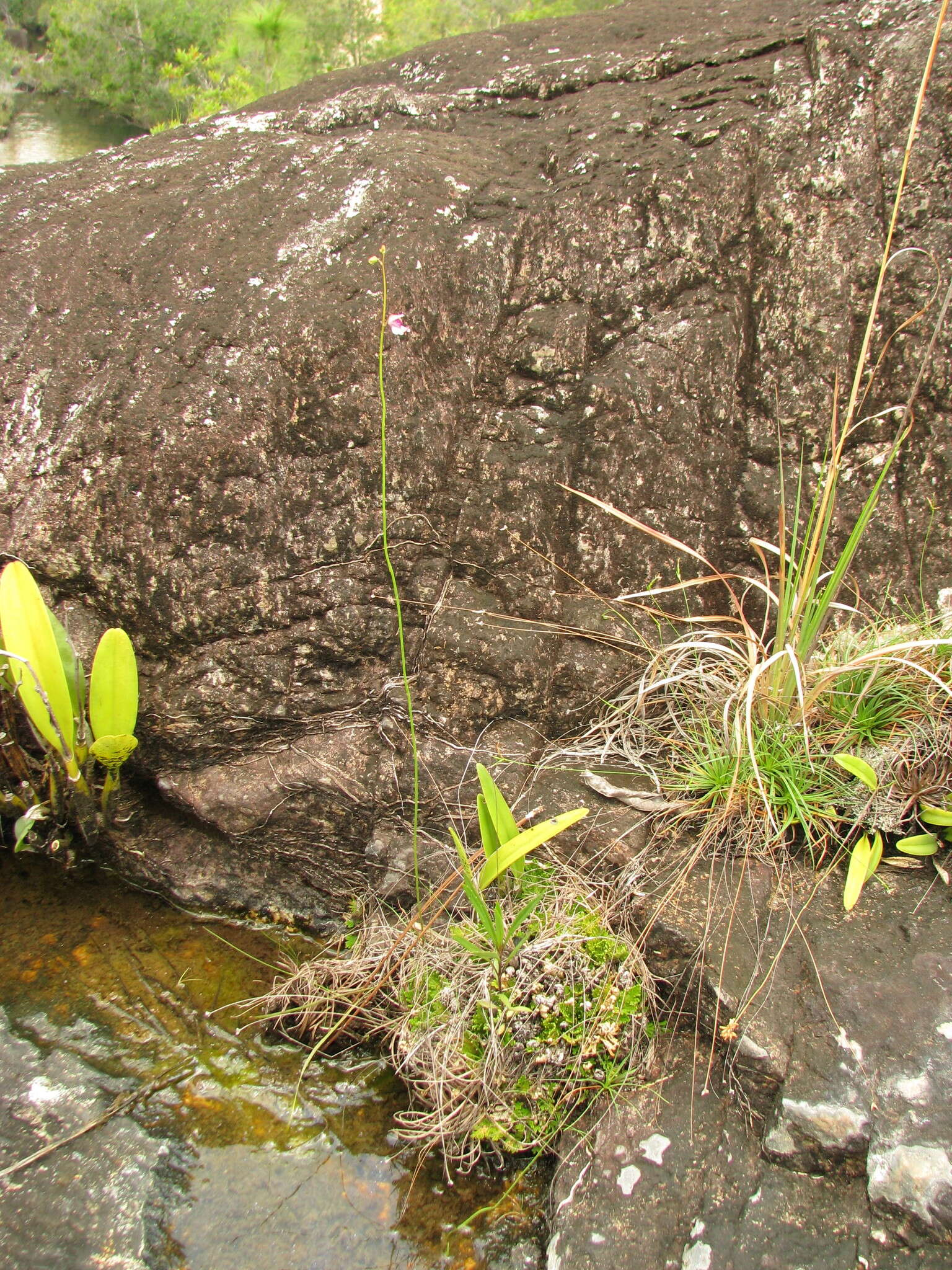 Image of Utricularia hispida Lam.