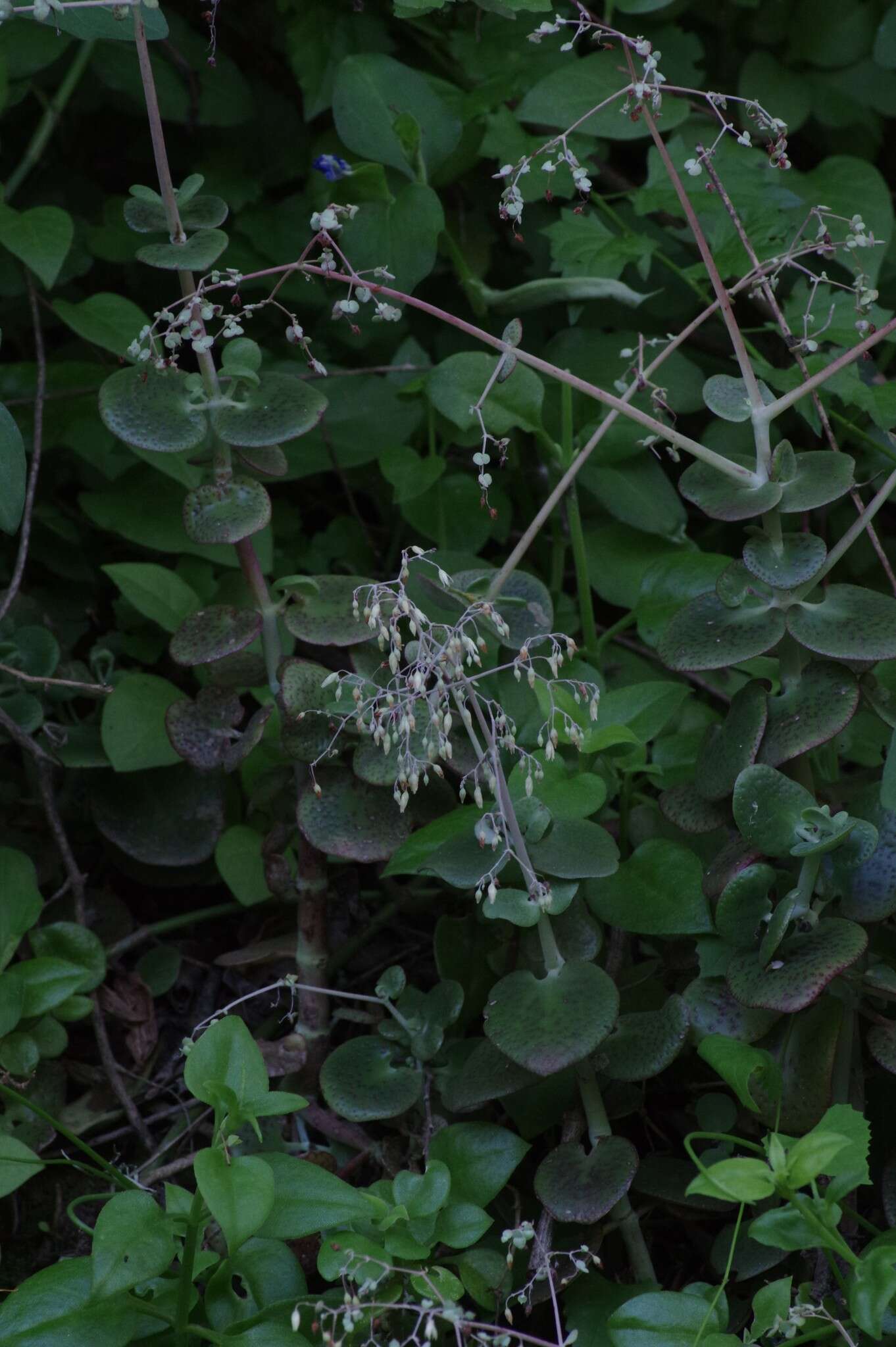 Image of Crassula cordata Thunb.