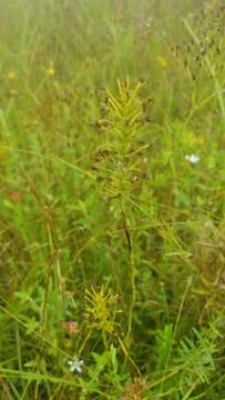 Image of Chapman's Fringed Orchid