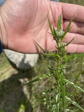 Image of Virginia Thistle