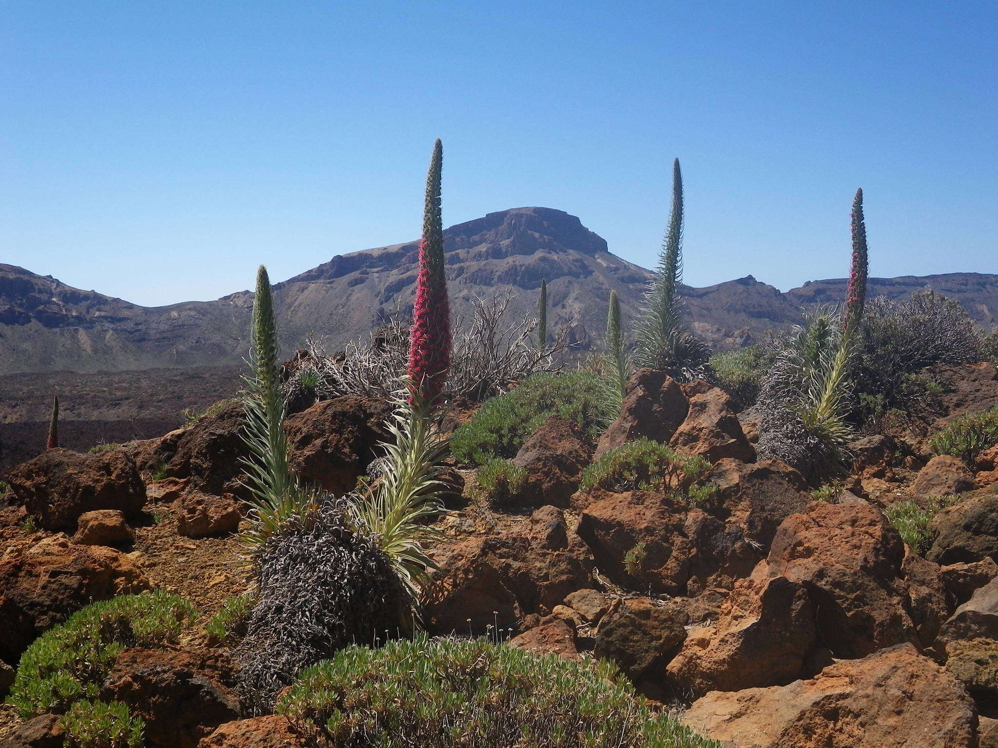 Image of Echium wildpretii H. H. W. Pearson ex Hook. fil.