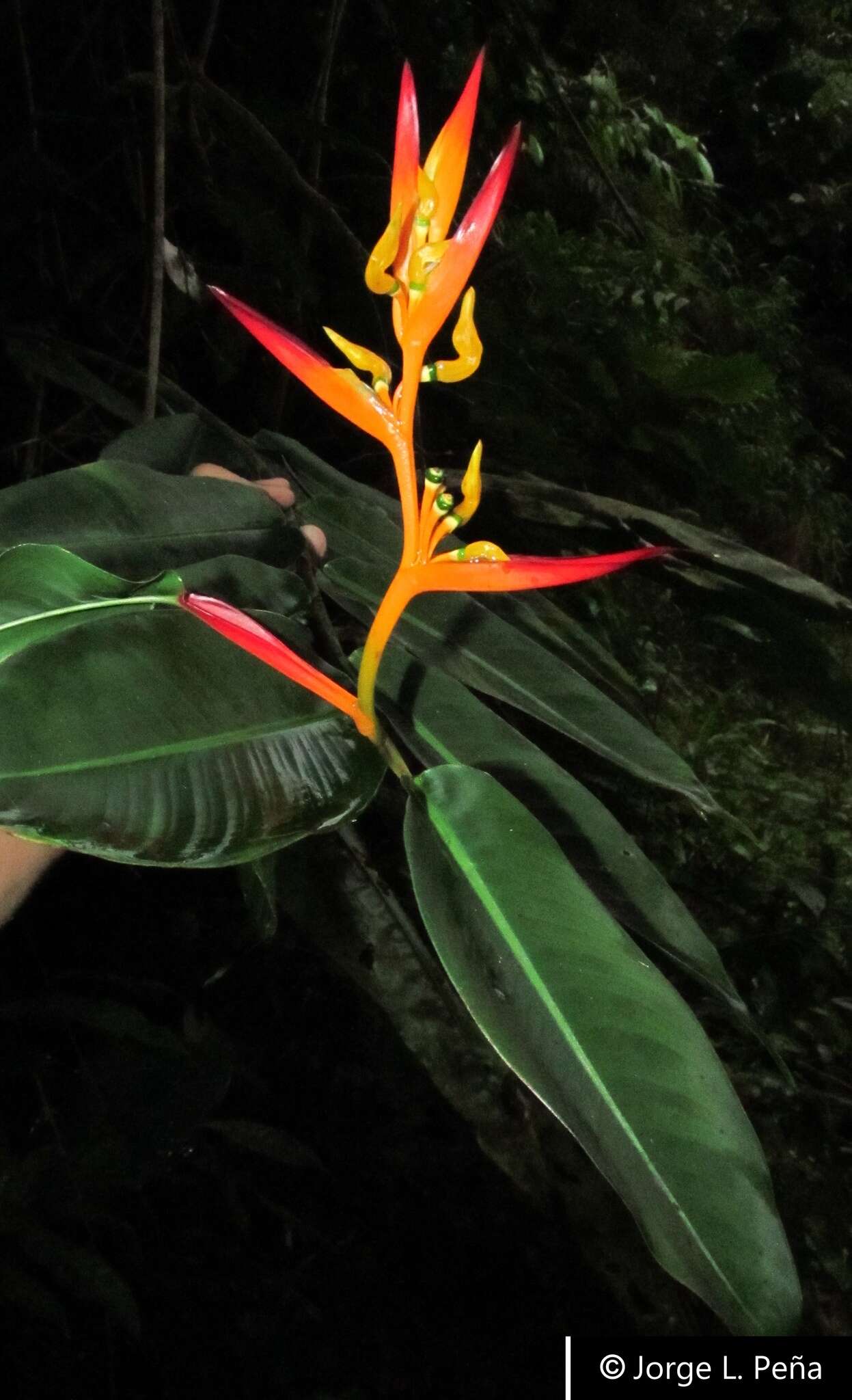 Image of Heliconia schumanniana Loes.