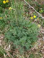 Image of Erucastrum nasturtiifolium (Poir.) O. E. Schulz