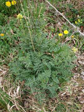 Image of Erucastrum nasturtiifolium (Poir.) O. E. Schulz