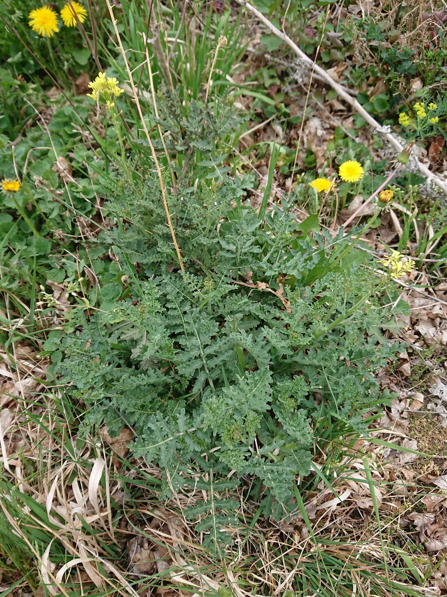 Image of Erucastrum nasturtiifolium (Poir.) O. E. Schulz