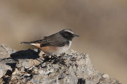 Image of Kurdish Wheatear