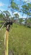 Imagem de Fimbristylis caroliniana (Lam.) Fernald