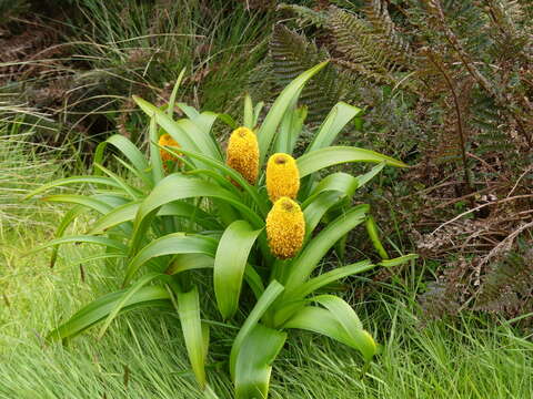 Image of Bulbinella rossii (Hook. fil.) Cheeseman