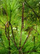 Image of Sitka spruce weevil