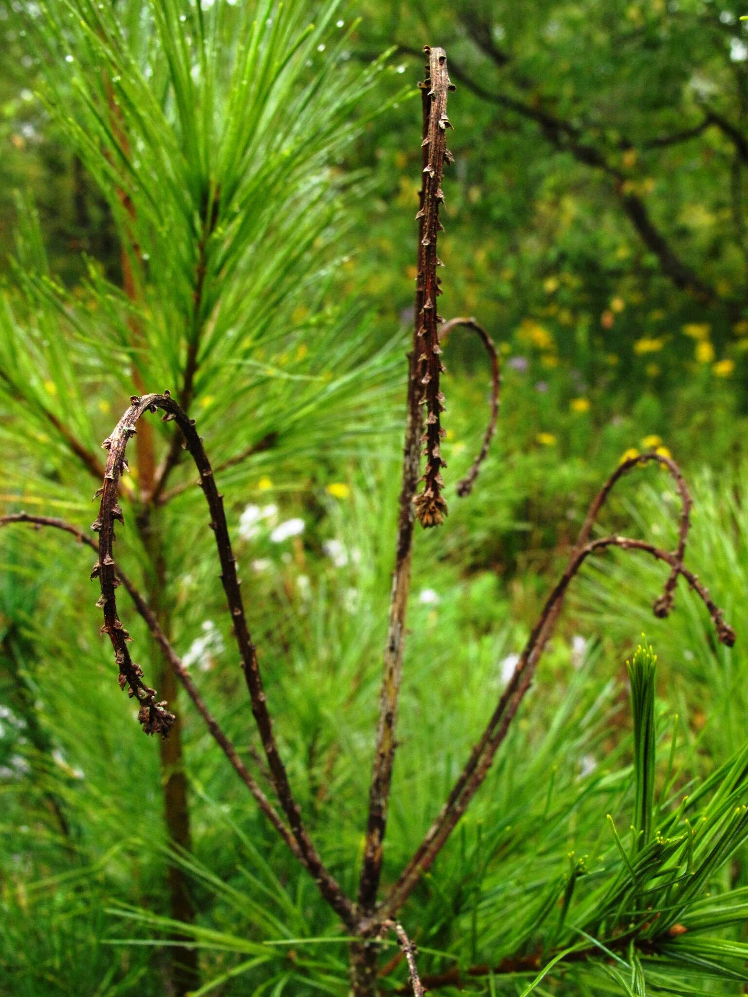 Image of Sitka spruce weevil