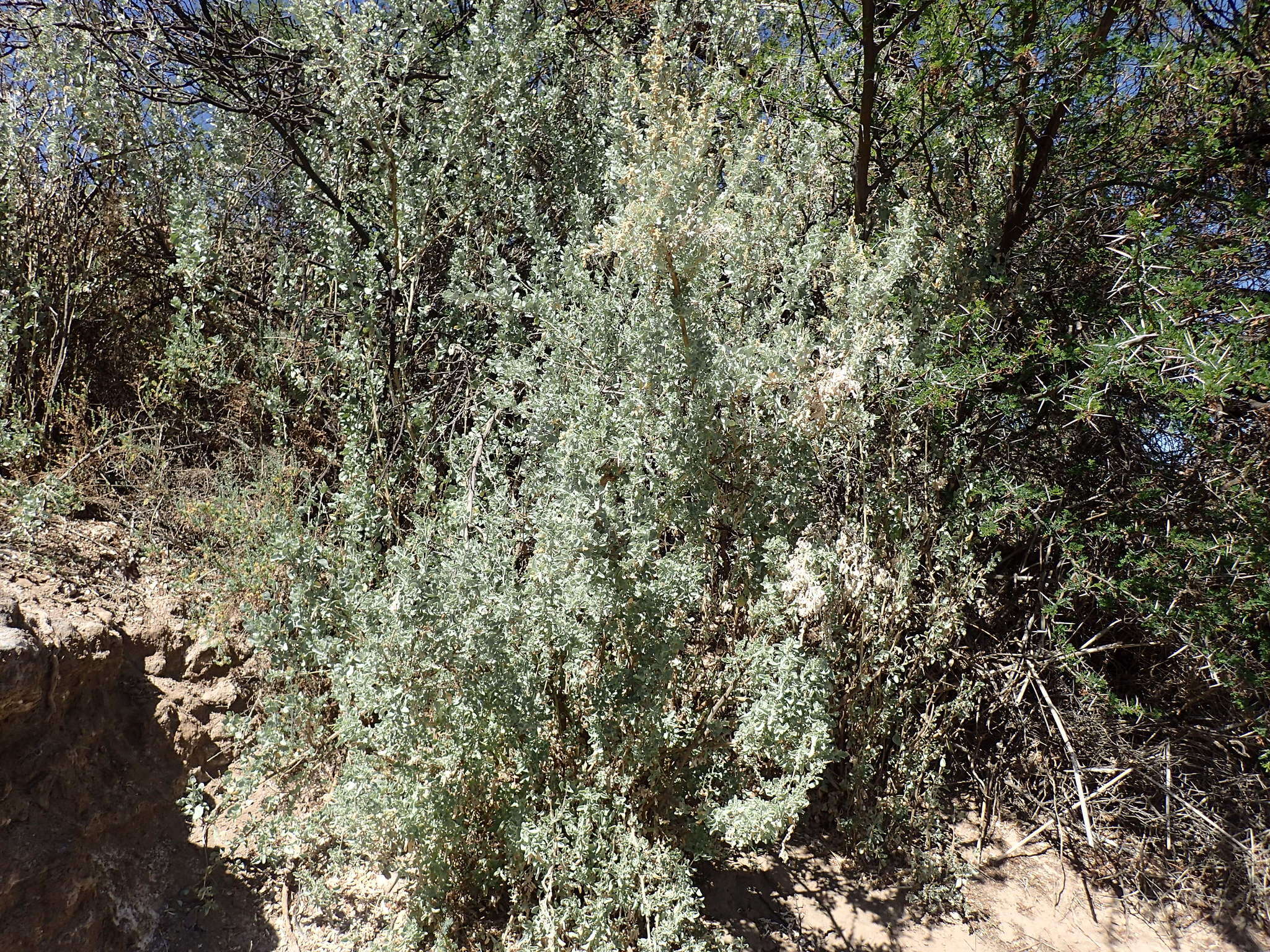 Image of bluegreen saltbush