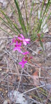 Image of Stylidium hirsutum R. Br.