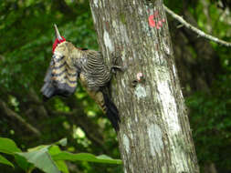 Image of Robust Woodpecker