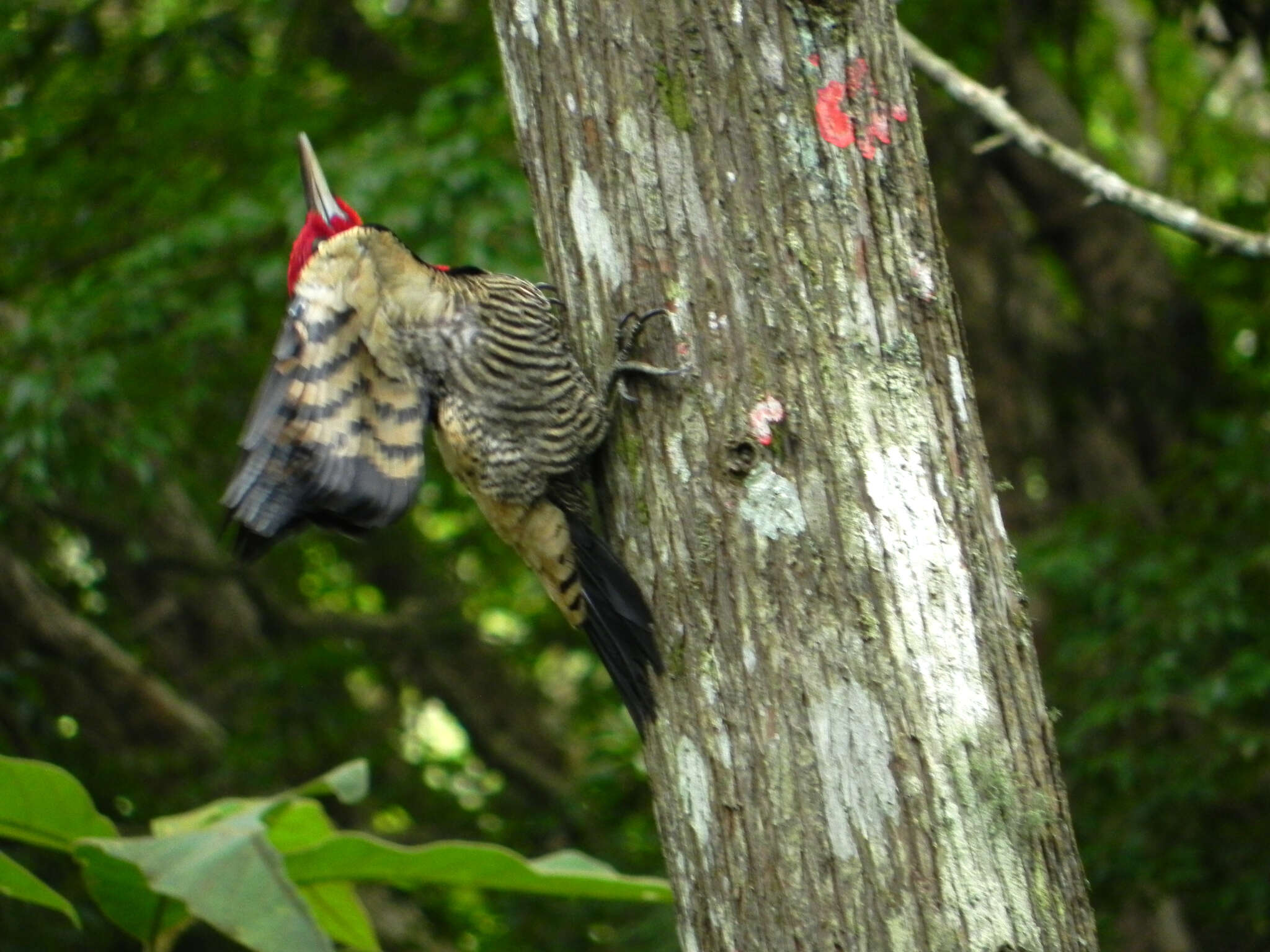 Image of Robust Woodpecker