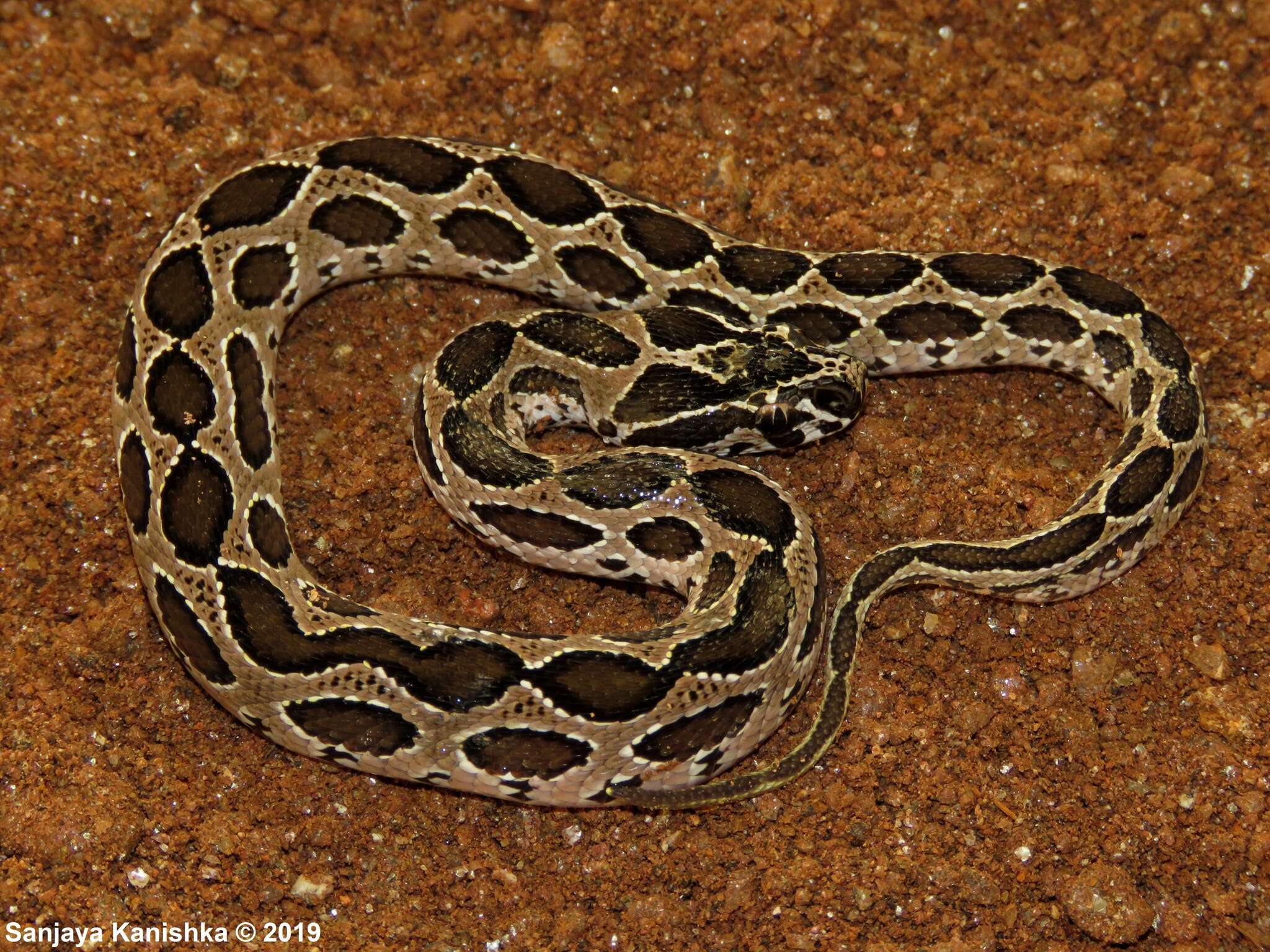 Image of Russel’s Viper
